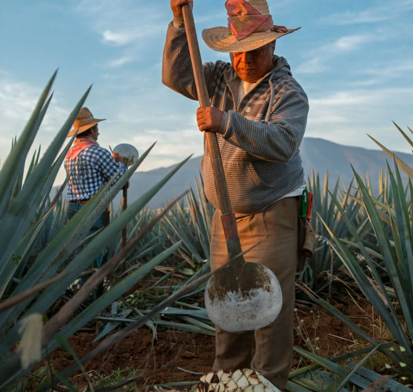 Hombre cosechando agave
