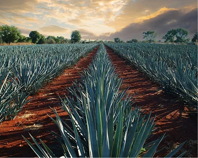 1800 agricultura sustentable